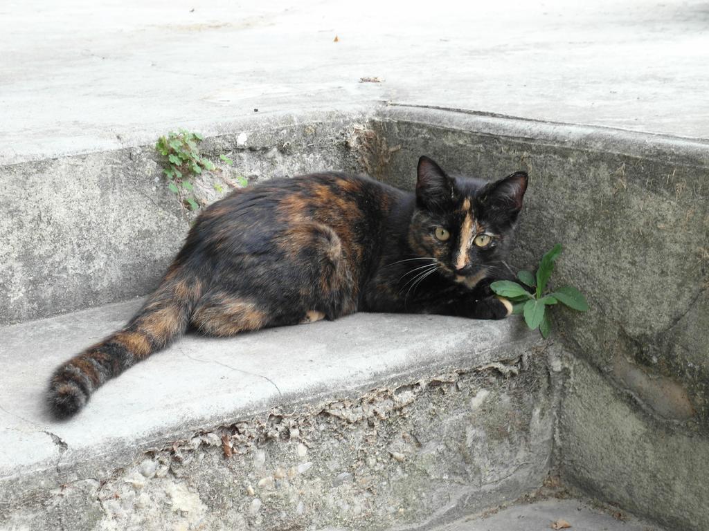 Mas Moineau Bed & Breakfast Mezoargues ภายนอก รูปภาพ